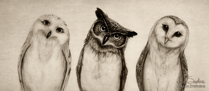 the_owls_three_by_isaiahstephens-d6v29am (700x304, 324Kb)