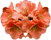   (104x81,)