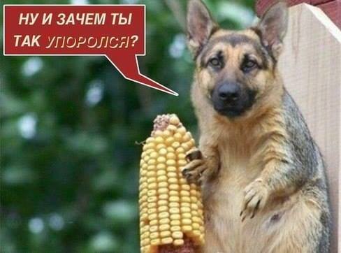 1457728_224565207720670_871359606_n (488x362, 26Kb)
