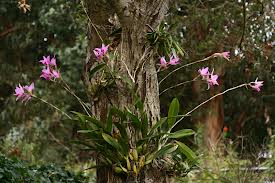 Лесные орхидеи фото подмосковные
