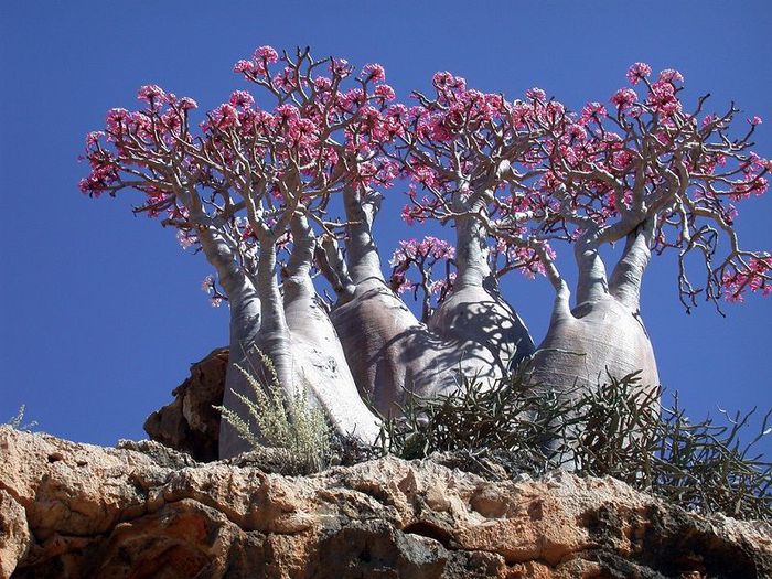 5402287_Socotra04 (700x525, 113Kb)