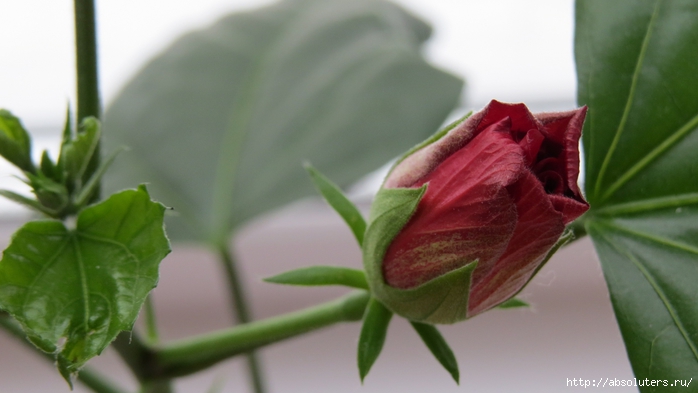 (1) (700x393, 156Kb)