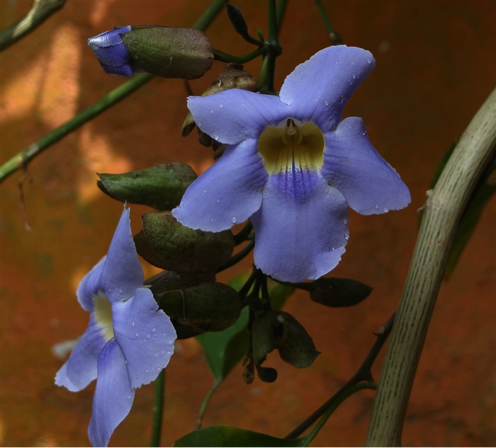 Тунбергия майсурская Thunbergia mysorensis