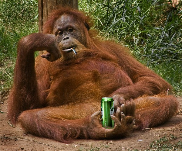 3201191_393392 (600x500, 130Kb)