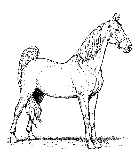 saddlebredbw (523x601, 12Kb)