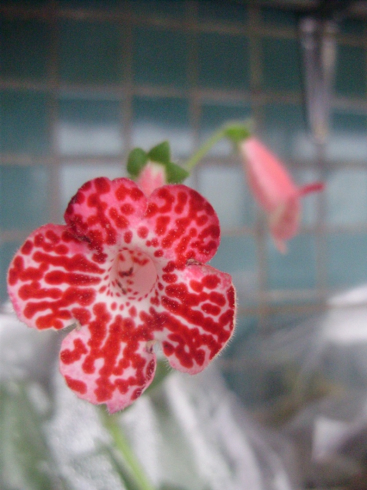 4494524_PC010130_1_ (525x700, 238Kb)