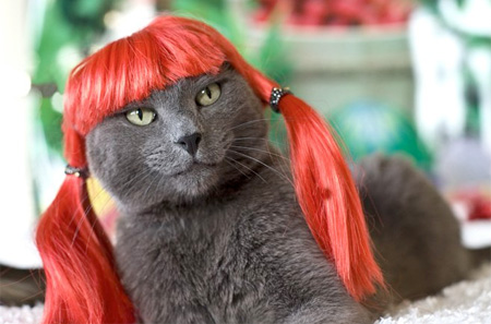 4153430_catwigs02 (450x297, 52Kb)