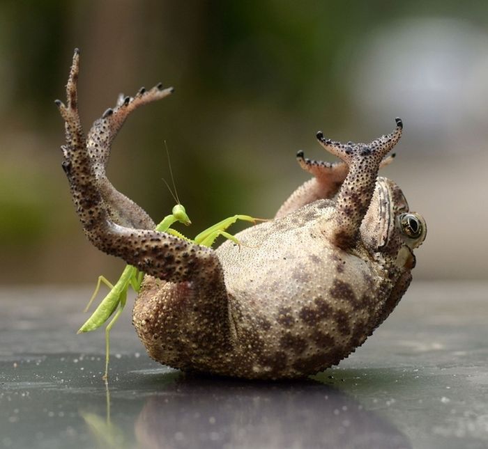 2835299_1385656909_toad_tickled_mantis_03 (700x645, 54Kb)