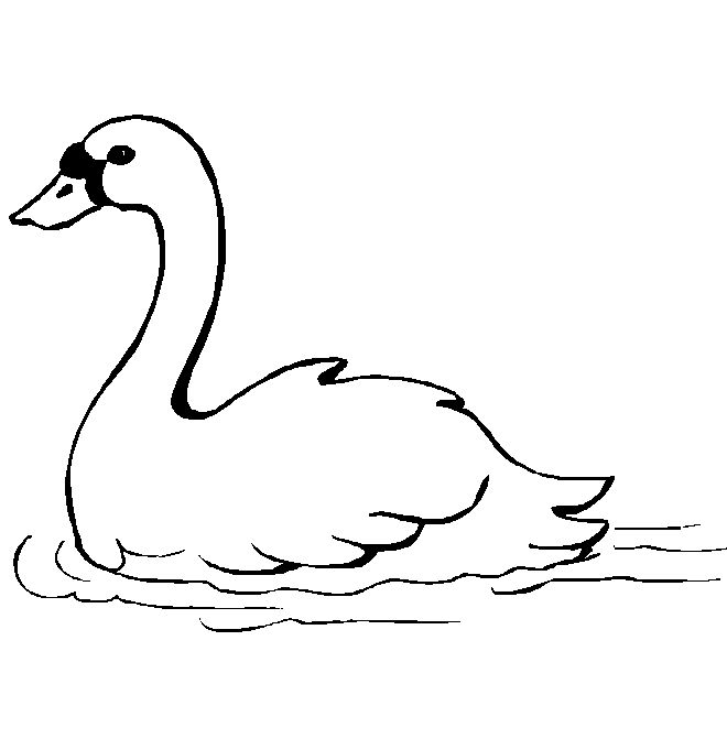 Cisne (7) (660x680, 70Kb)