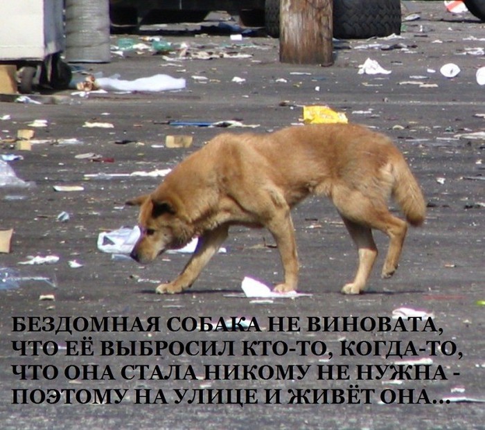 Собака съела что то на улице. Бездомные животные. Бездомные собаки. Бездомные животные и человек. Про брошенных животных.
