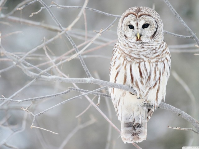 white-owl (640x480, 199Kb)