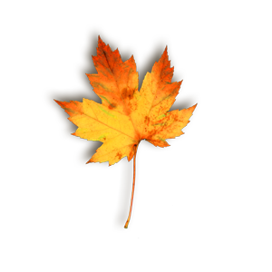 leaf (300x300, 40Kb)