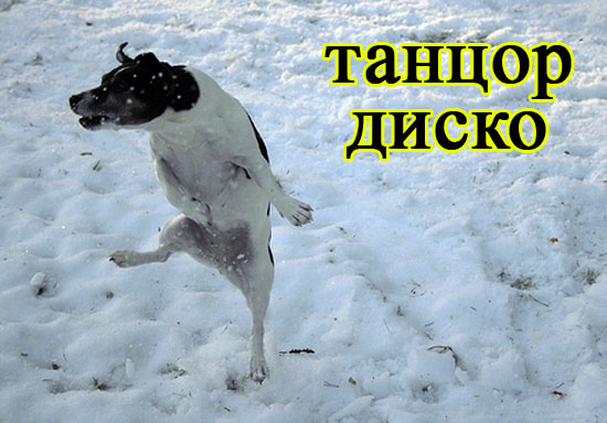 foto-sobaki.narod.ru65 (550x384, 58Kb)