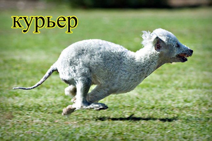 foto-sobaki.narod.ru069 (700x466, 89Kb)