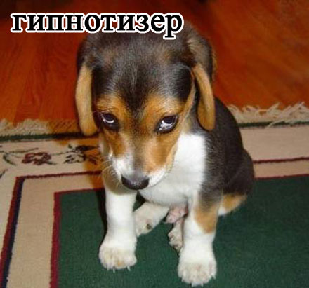 foto-sobaki.narod.ru232 (440x411, 38Kb)