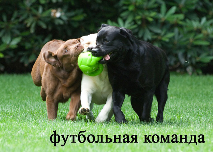 foto-sobaki.narod.ru252 (700x500, 96Kb)
