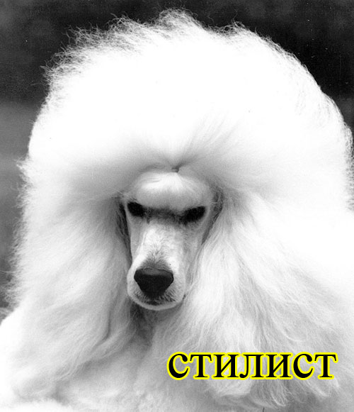 foto-sobaki.narod.ru293 (500x581, 50Kb)