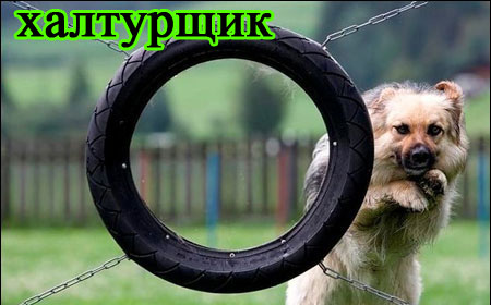 foto-sobaki.narod.ru422 (450x280, 34Kb)