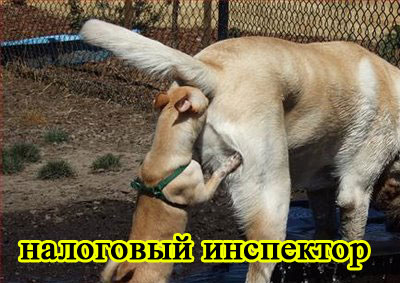 foto-sobaki.narod.ru42 (400x283, 42Kb)