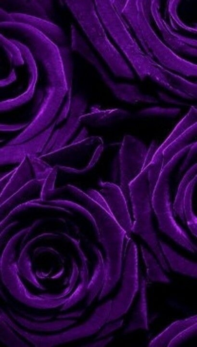 Фиолетовые фото из пинтерест