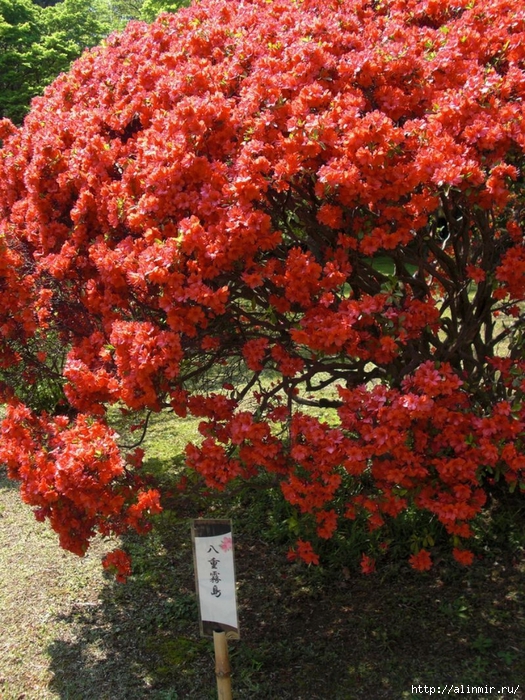 Сад  икугиэн Rikugien garden (яп. 六義園  икугиэн) 21 (525x700, 436Kb)