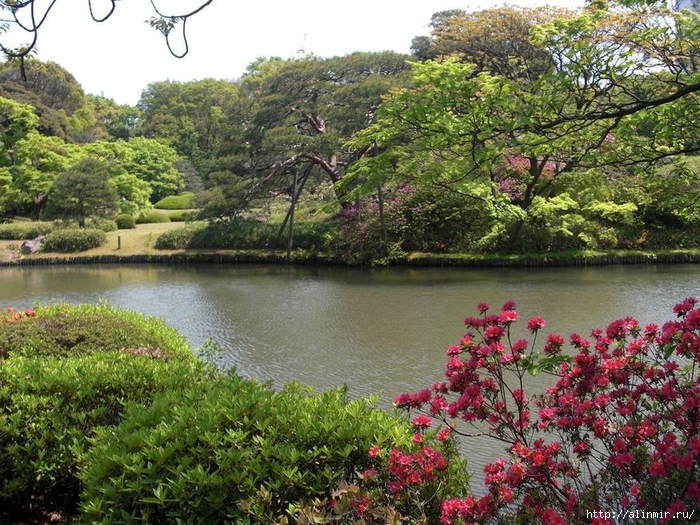 Сад  икугиэн Rikugien garden (яп. 六義園  икугиэн) 20 (700x525, 399Kb)