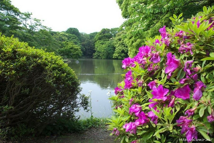 Сад  икугиэн Rikugien garden (яп. 六義園  икугиэн) 6 (700x467, 342Kb)
