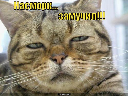  (500x375, 40Kb)