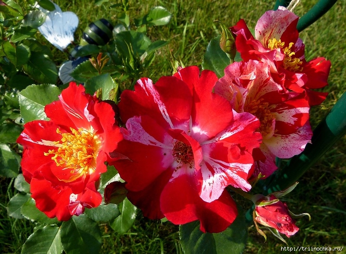   ( Hanabi), Weeks Roses