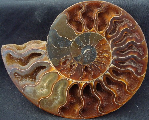 fossil ammonite (500x402, 255Kb)