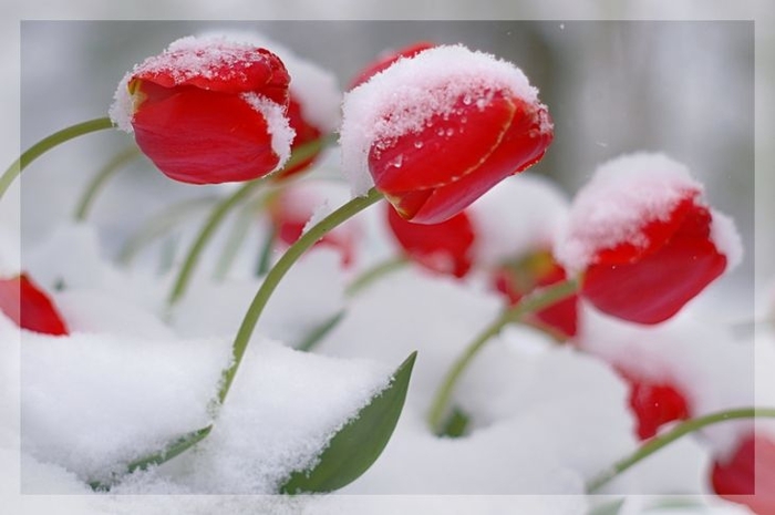 1354560461_tulips_of_winter_by_isaacster39 (700x465, 150Kb)