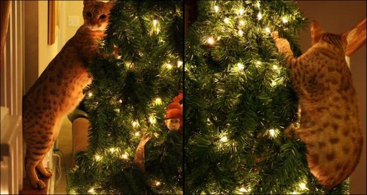 кот на елке