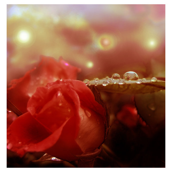 75919 (600x600, 48Kb)