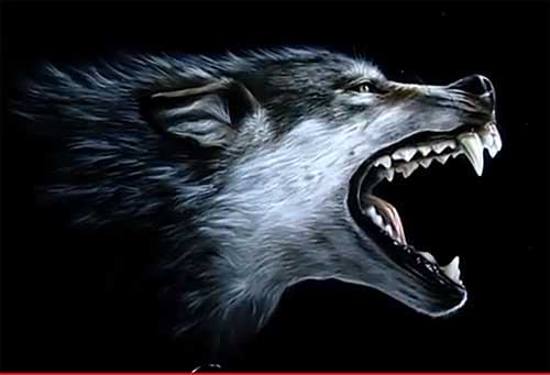 Волк Фото Животного В Хорошем