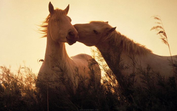 animal_wallpapers_love_horse-winter (700x437, 64Kb)