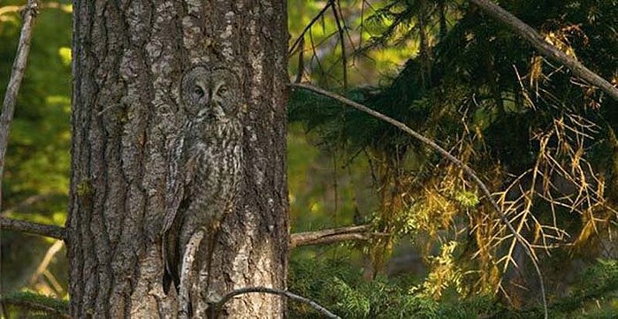 owl-4 (700x361, 103Kb)