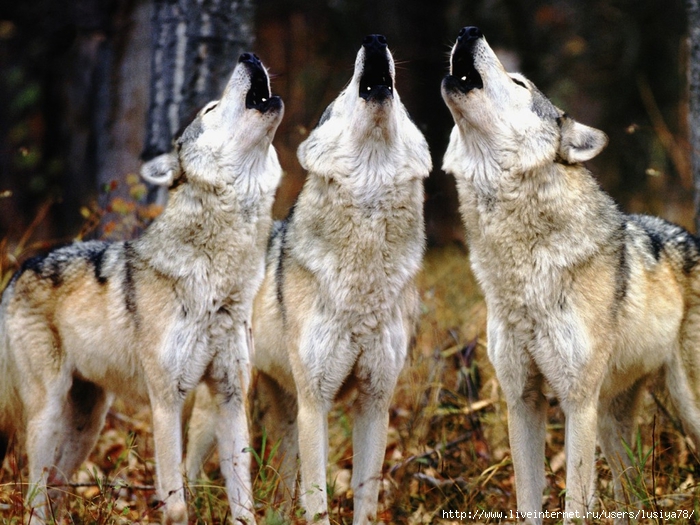 predators-forest-wolves-howl-wolf-animals-768x1024 (700x525, 320Kb)