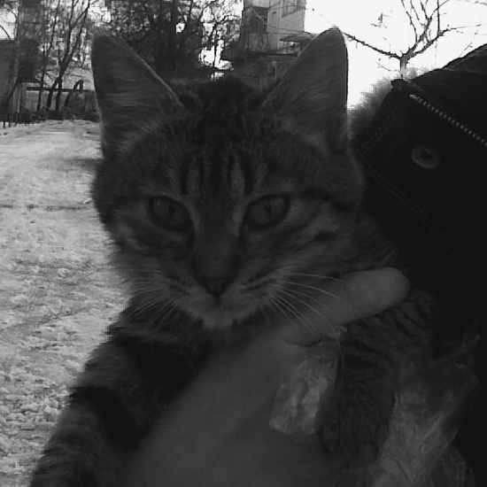 IMG00615-20131214-1027 (550x550, 143Kb)
