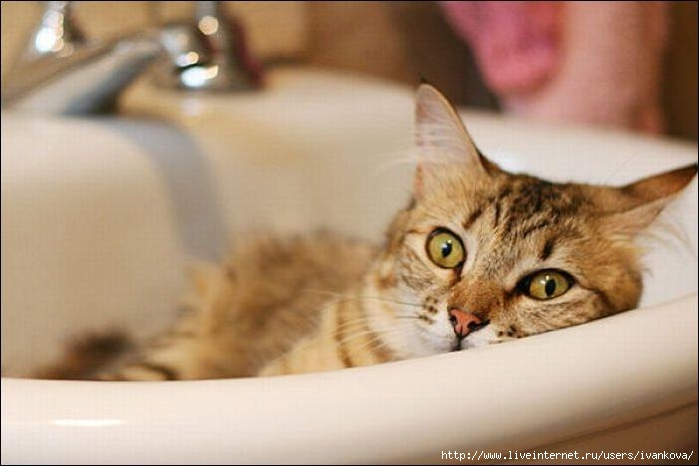 cat-in-sink-21 (700x466, 164Kb)