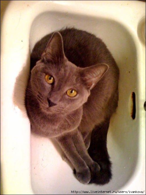 cat-in-sink-32 (502x669, 139Kb)