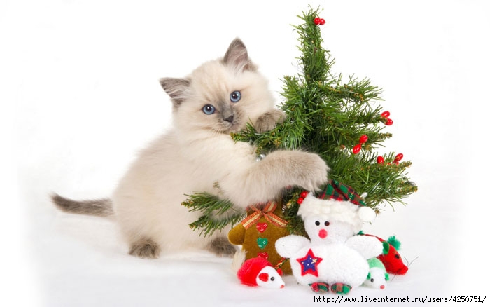 cat-with-christmas-tree-wallpapers (700x438, 119Kb)