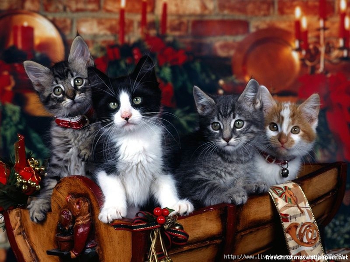 christmas cat wallpapers 2 (700x525, 296Kb)