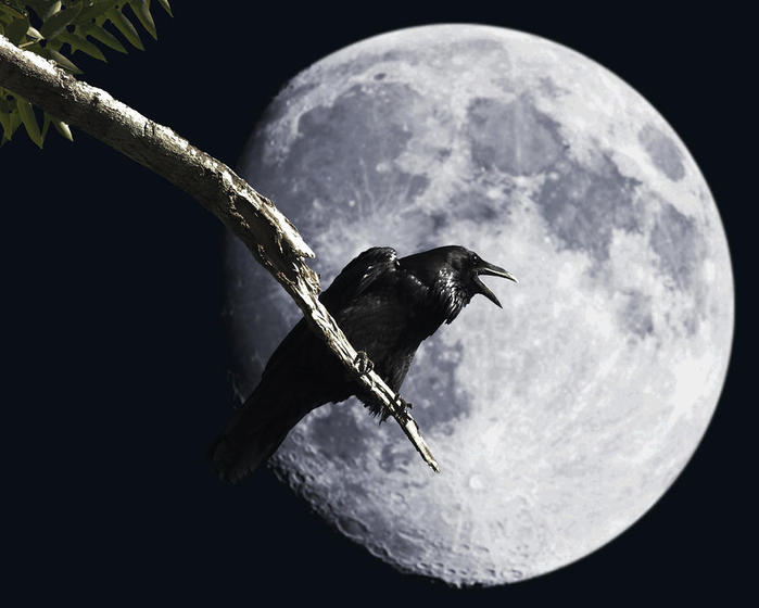 raven-barking-at-the-moon-wingsdomain-art-and-photography (700x560, 40Kb)