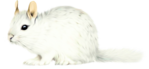  white squirell (600x277, 179Kb)