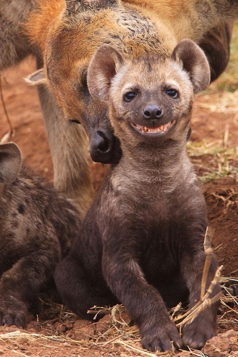 cute-smiling-animals-9 (466x700, 267Kb)