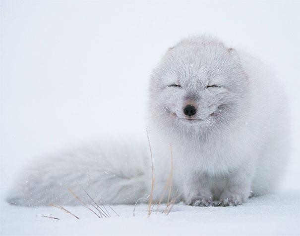 cute-smiling-animals-7 (605x477, 64Kb)