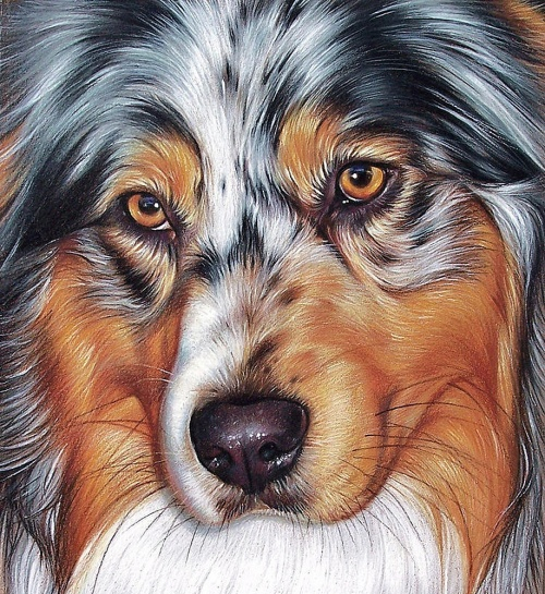 1384857384-australian-shepherd-yelena-kolotusha (500x545, 414Kb)