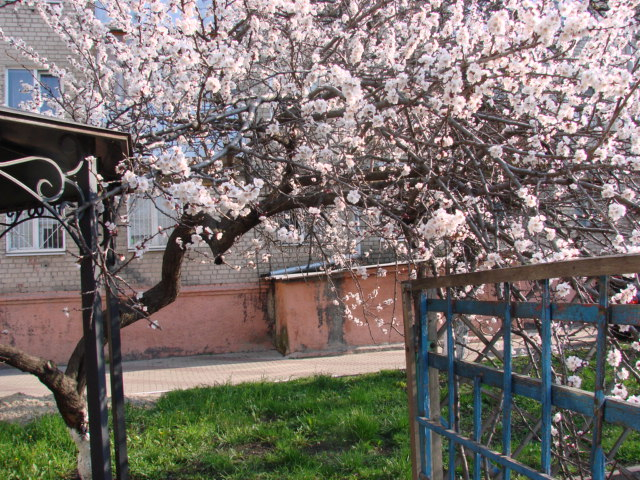 DSC05826 (640x480, 444Kb)
