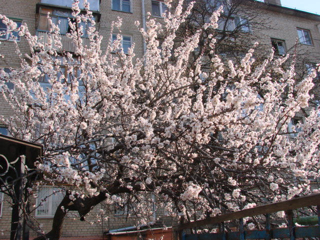 DSC05827 (640x480, 449Kb)