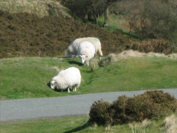 A England 086 (700x525, 328Kb)